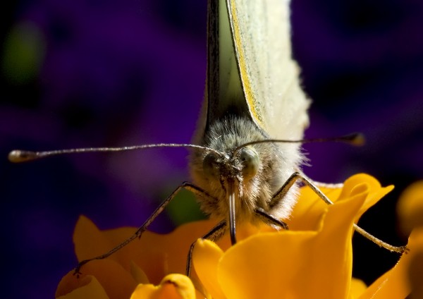 Butterfly Feeding.